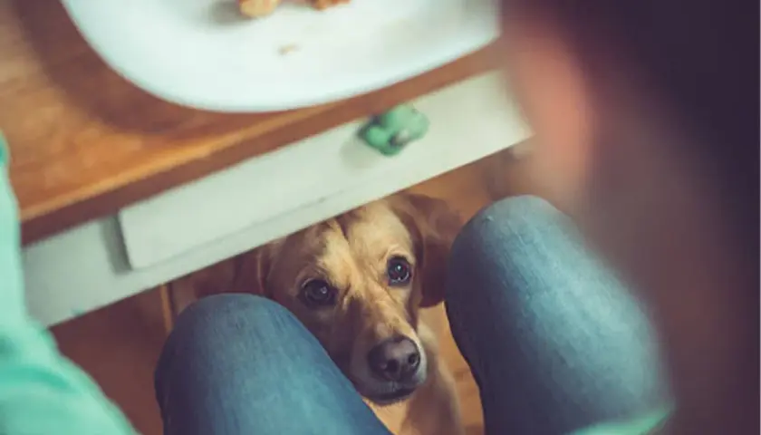 Un perro mira con esperanza desde debajo de una mesa, esperando que le den un trozo de pan.