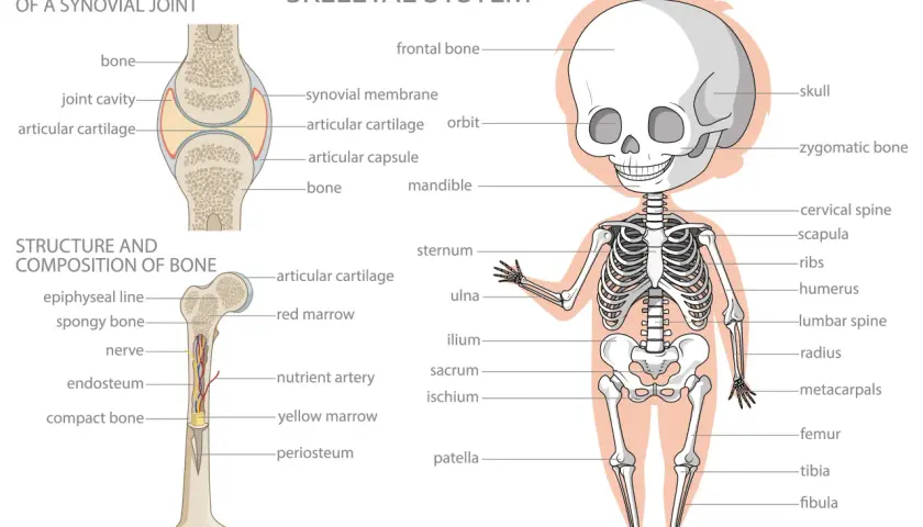 Ilustracja przedstawia szkielet człowieka z nazwami części ciała po angielsku, np. skull, femur, tibia.