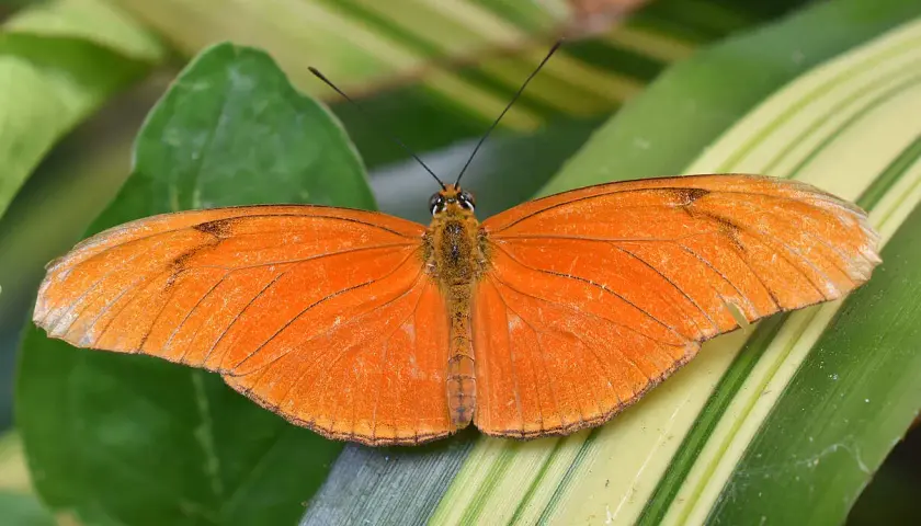 Ein leuchtend oranger Schmetterling ruht auf grünen Blättern. Seine Flügel sind leicht geöffnet, und man fragt sich, wie alt werden schmetterlinge, um diese Schönheit zu erleben.