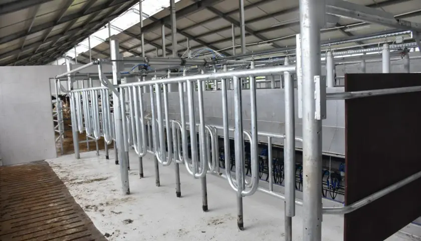 Nowoczesna obora wolnostanowiskowa na 40 krów z systemem udojowym. Jasne wnętrze, metalowe przegrody i podesty.