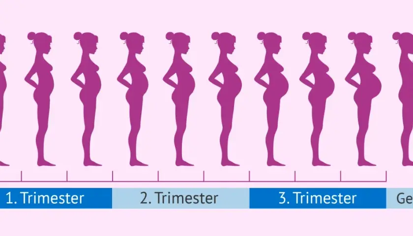 Silhouetten von Frauen zeigen die Entwicklung der **Schwangerschaft in Monaten**, vom ersten Trimester bis zur Geburt.