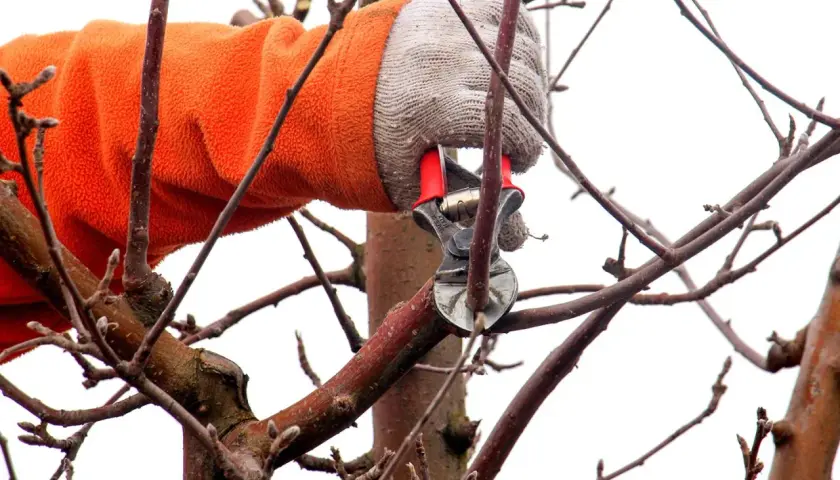 Mit einer Gartenschere wird ein Ast eines Apfelbaums geschnitten.