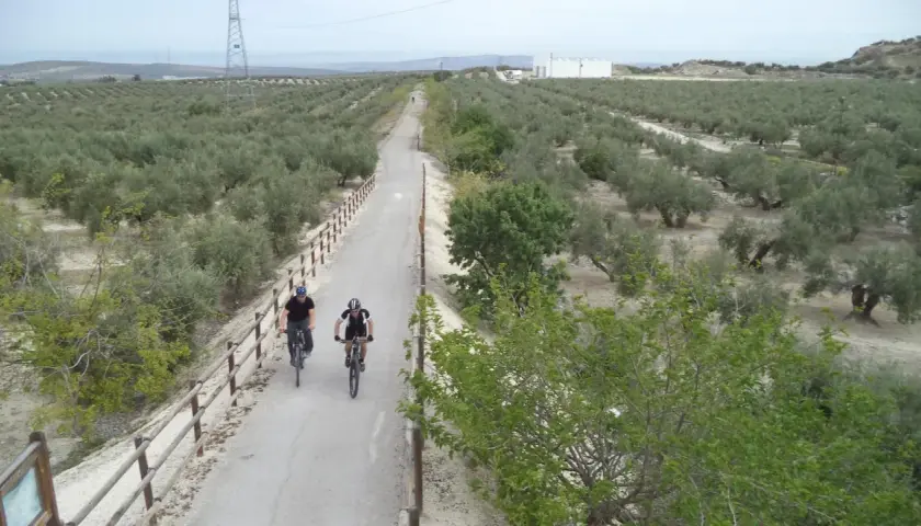 Ciclistas disfrutan de la vía verde del aceite, rodeados de olivares bajo un cielo nublado.