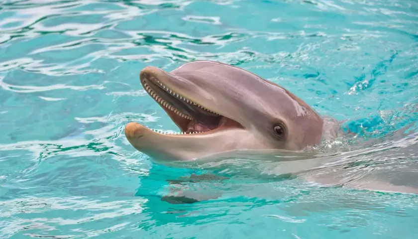 Uśmiechnięty delfin wynurza się z turkusowej wody. Poznaj fascynujące ciekawostki o ssakach morskich!