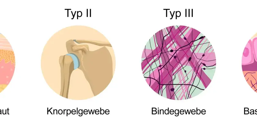 Kollagen ist ein wichtiges Protein. Die Grafik zeigt Typen von Kollagen in Knochen, Haut, Knorpel, Bindegewebe und Basalmembranen.
