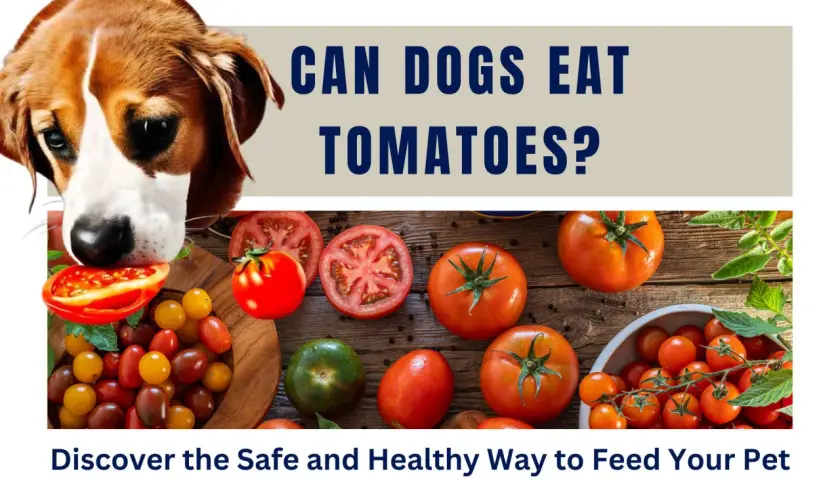 A curious dog sniffs a tomato, prompting the question: can dogs eat tomatoes? The image displays various ripe tomatoes and cherry tomatoes.
