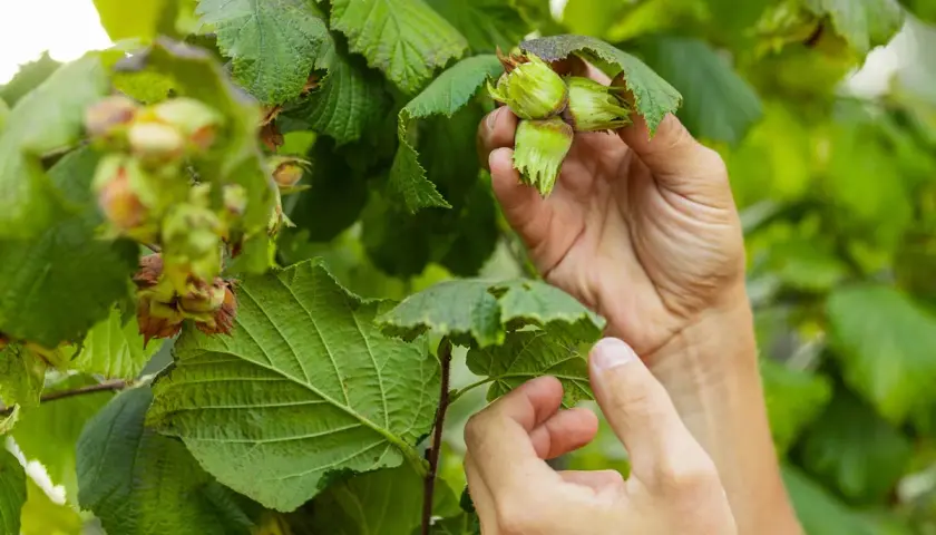 Händer plockar mogna hasselnötter från grenar med olika sorter.