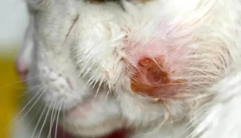 Primer plano de la cara de un gato con una herida roja e inflamada, mostrando varios tipos de heridas en gatos.