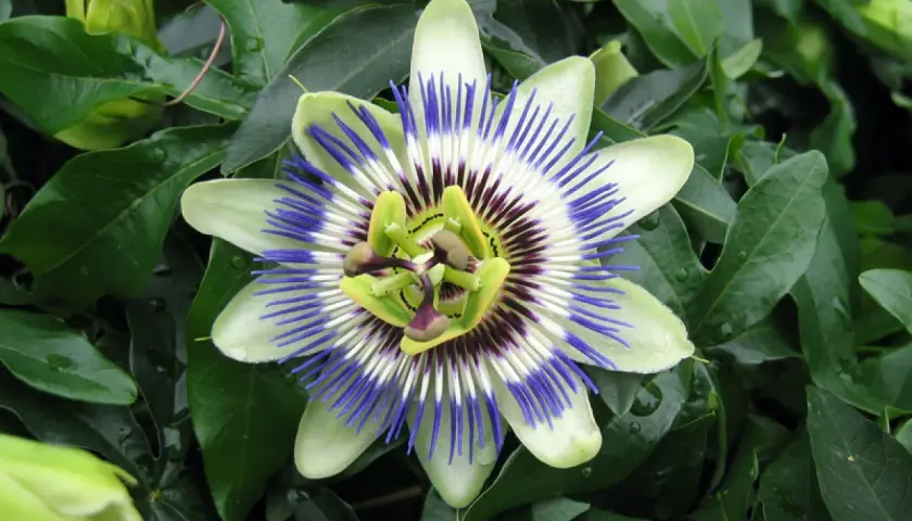 Fleur de passiflora caerulea, aux pétales blancs et verts, ornée de filaments bleus et pourpres. Un bouton floral vert est visible à gauche.