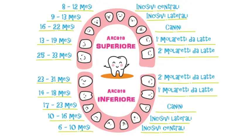 Schema dei dentini da latte, con indicazioni sui mesi di eruzione per arcata superiore e inferiore.