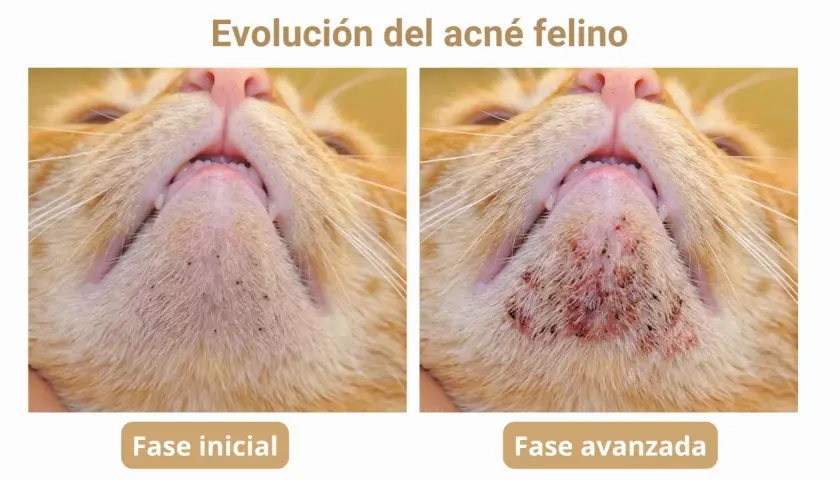 Evolución del acné felino: fase inicial con puntos negros y fase avanzada con inflamación. Un posible tratamiento casero podría ayudar.