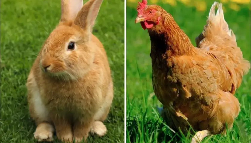 Un lapin nain roux et une poule rousse sur l'herbe. Peut-on mettre un lapin nain avec des poules ?