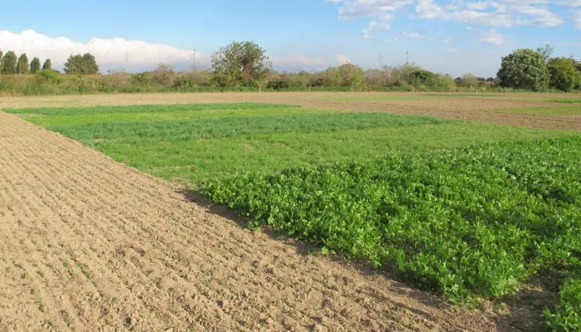 Campi coltivati con diverse specie di cover crops, alcune in pieno rigoglio verde, altre appena seminate.