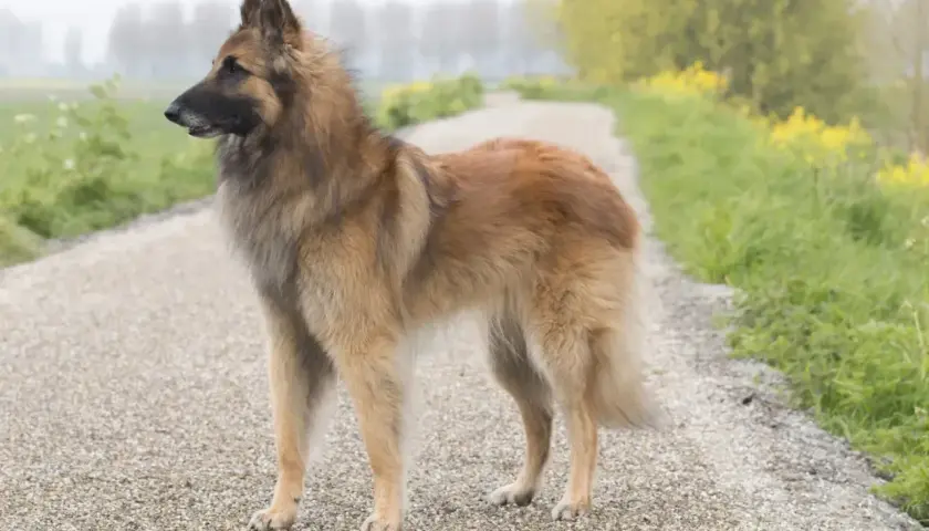 Elegancki owczarek belgijski tervueren stoi na żwirowej ścieżce, otoczony zielenią i żółtymi kwiatami.