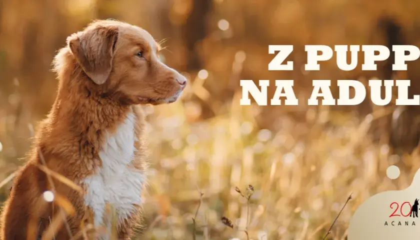 Szczeniak a karma dla dorosłych: Kiedy i jak bezpiecznie zmienić?