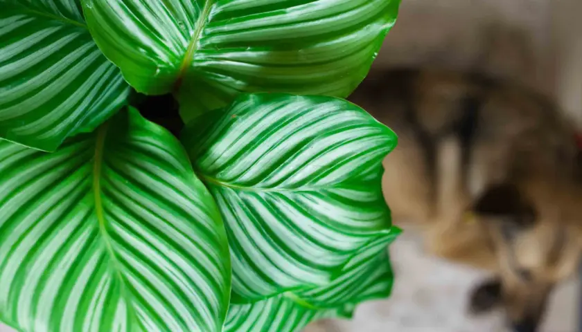 Liście calathea orbifolia z zielono-białymi paskami, w tle rozmyty pies.