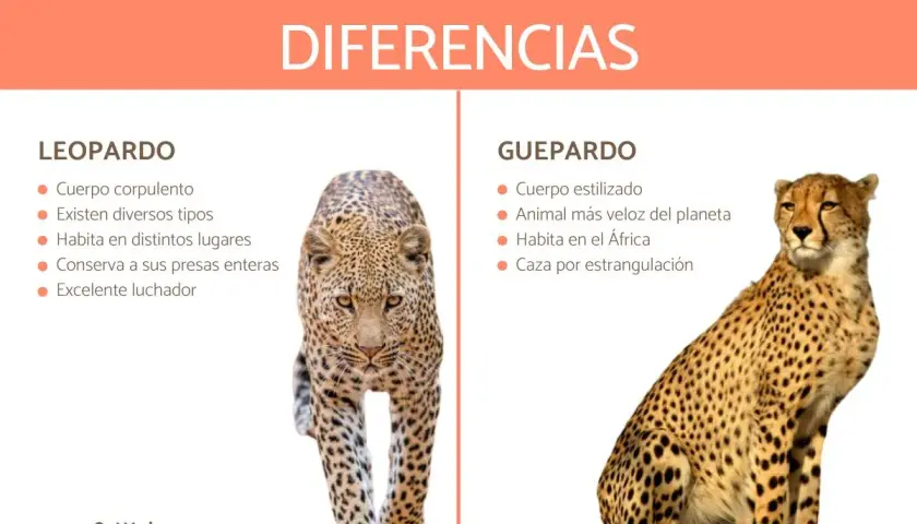 Comparación visual entre un leopardo y un guepardo, destacando sus diferencias físicas y de comportamiento.