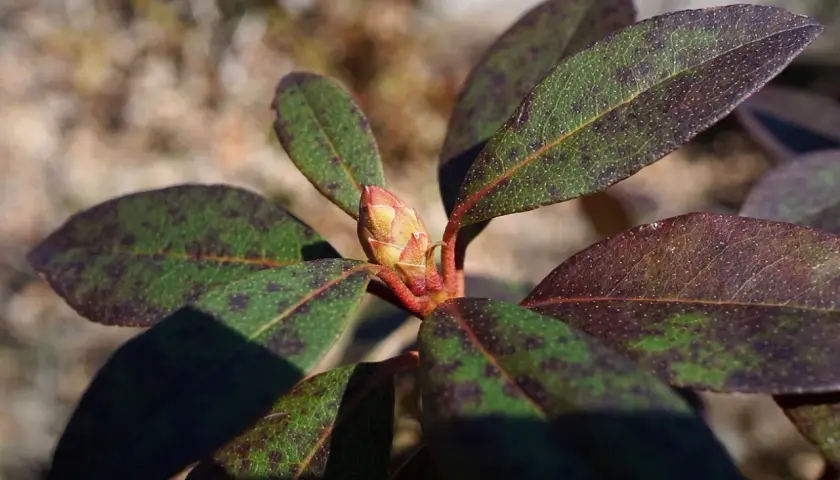 Liście rododendronu z plamami, objaw chorób rododendronów - brązowienie liści. Widoczny pąk kwiatowy.