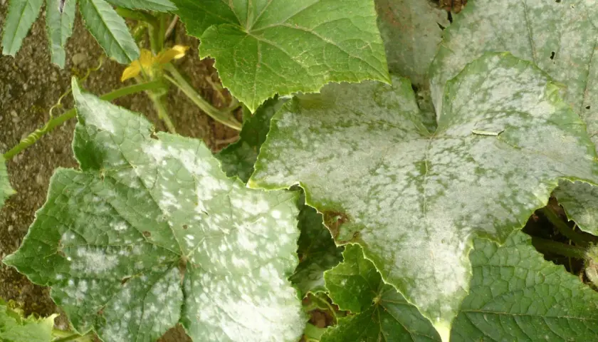 Foglie di cetriolo con macchie bianche, sintomo di oidio, una delle comuni malattie del cetriolo.