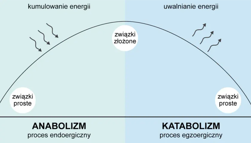 Diagram przedstawia anabolizm (kumulowanie energii, proste związki tworzą złożone) i katabolizm (uwalnianie energii, złożone związki rozpadają się na proste).