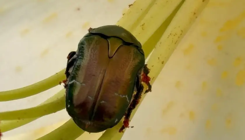 Scarabeo Popillia japonica, insetto che causa danni alle piante, si posa sui pistilli di un fiore.
