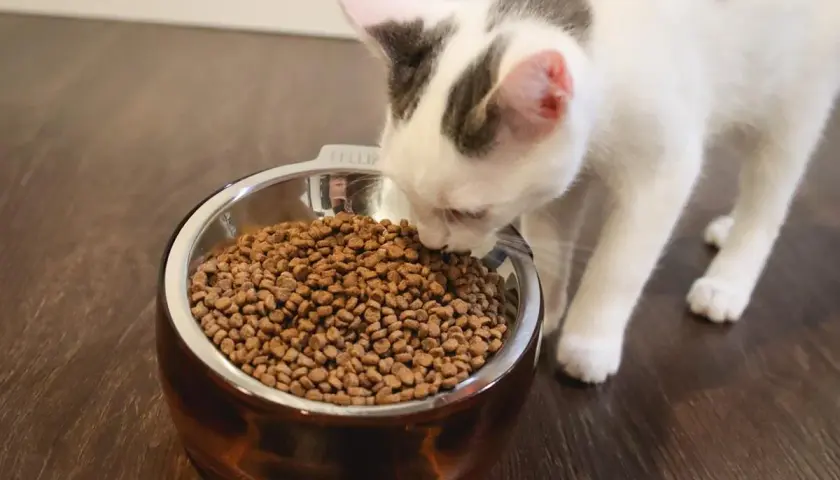 A white and grey kitten sniffs a bowl of dry food. Kittens can start eating dry food around 8 weeks old.