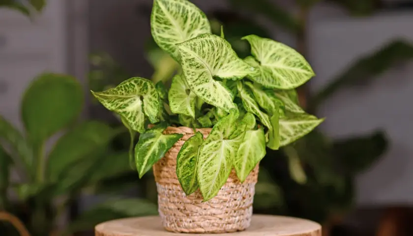 Syngonium Pixie w plecionym koszyku, z liśćmi w odcieniach zieleni i kremu, na drewnianym pniu.