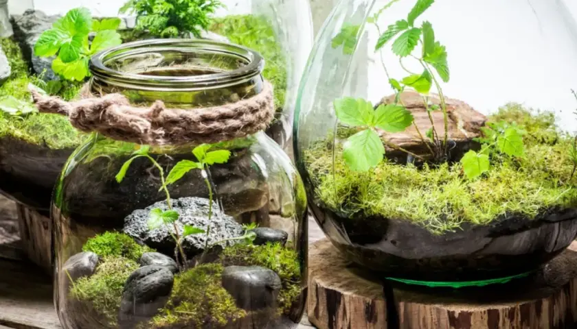 Kleine grüne Welten im Glas: So kannst du einen flaschengarten selber machen. Moos, Steine und zarte Pflanzen in Gläsern.