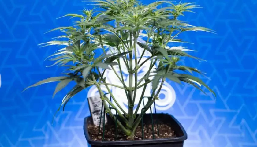Giovane pianta di cannabis indoor in vaso, con steli verdi e foglie rigogliose, su sfondo blu con logo.