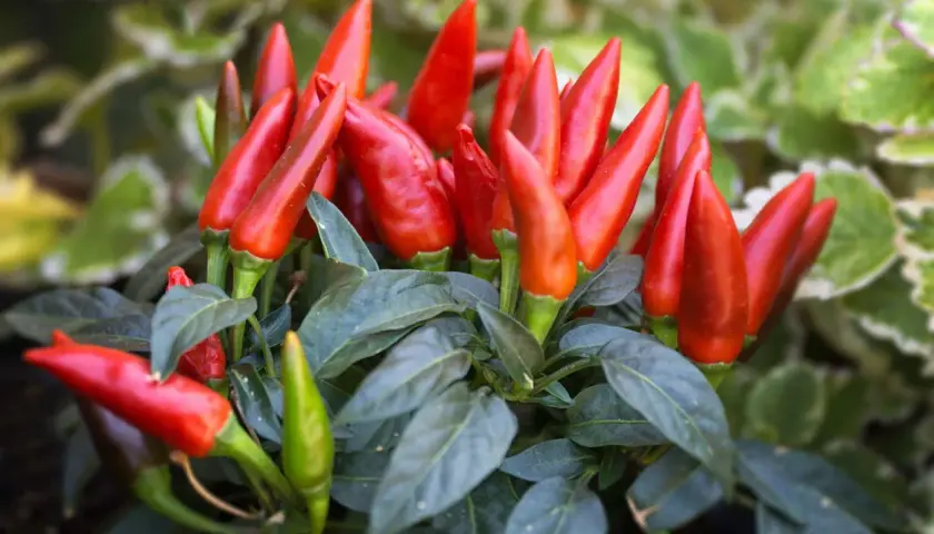 Leuchtend rote Peperoni wachsen dicht an einem Strauch. Einige grüne Chilis sind ebenfalls zu sehen.
