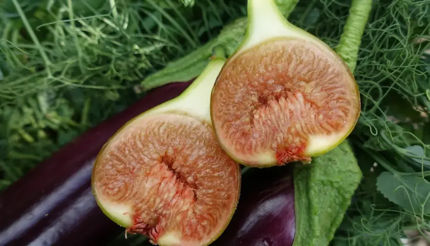 Två halverade fikon med saftigt, rött fruktkött ligger på mörklila aubergine och gröna blad. En härlig skörd från att odla fikon.