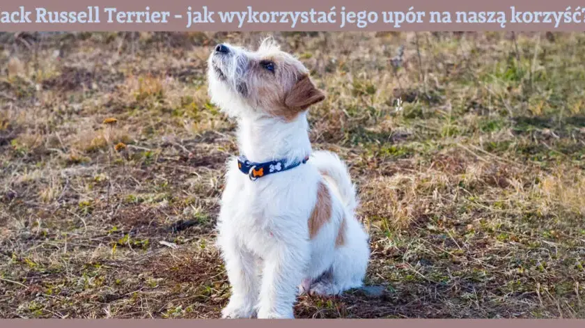 Jak wytresować Jack Russell Terriera? Praktyczny przewodnik krok po kroku