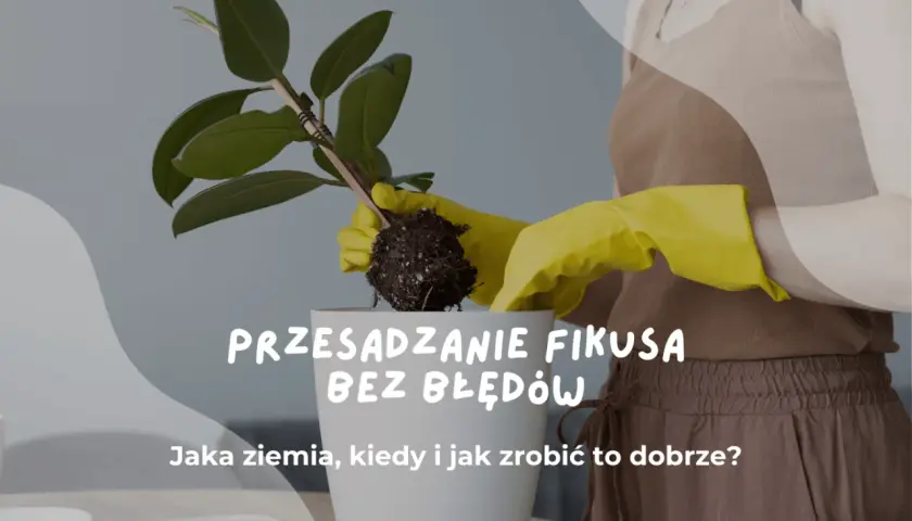Przesadzanie fikusa w żółtych rękawiczkach. Dowiedz się, jak zrobić to dobrze, jaka ziemia i kiedy jest najlepszy czas.