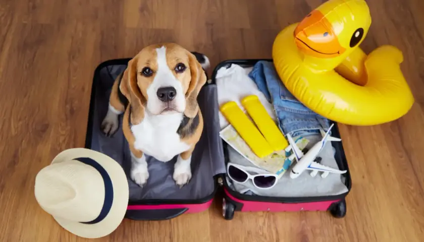 Beagle w walizce gotowy na wakacje. W środku ubrania, okulary, mapa, dmuchana kaczka i samolot. Idealne miejsce dla podróżujących z psem, dog friendly!