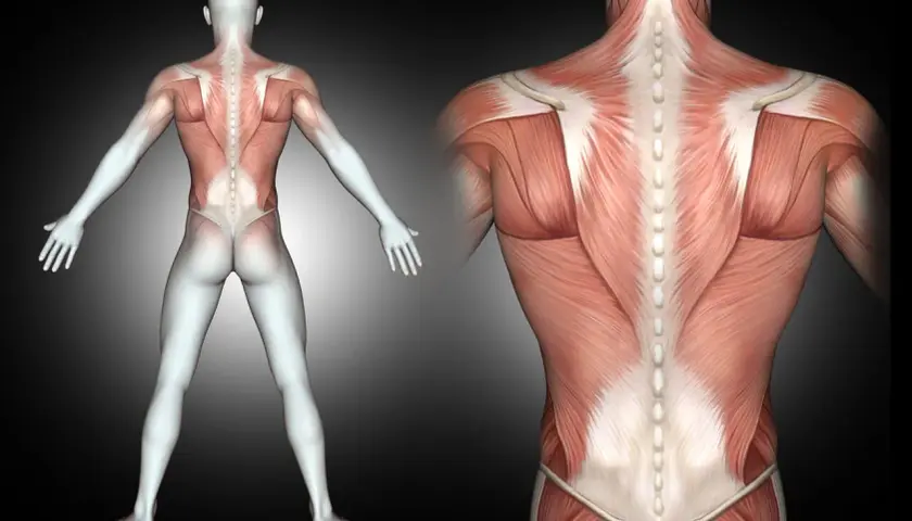 Anatomical view of the human back, showing detailed musculature. Widely spread muscles of the back are visible, emphasizing their structure and connection to the spine.