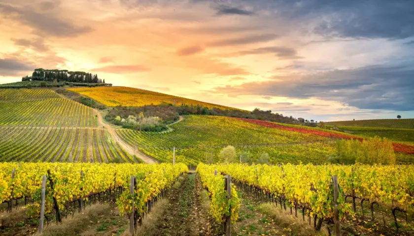 Vignoble toscan aux feuilles jaunes d'automne, sous un ciel dramatique. On imagine un verre de chianti blanc frais.