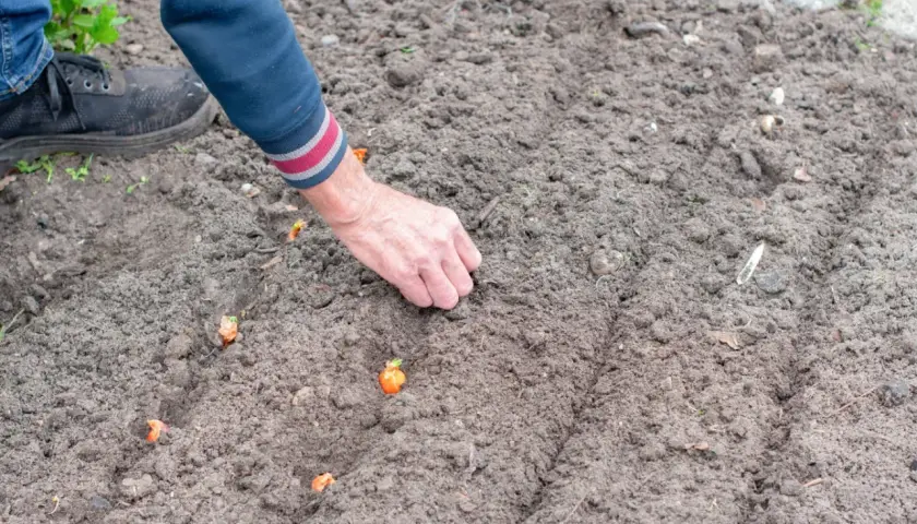 Dłoń sadzi małe cebulki, z których wyrośnie piękny kwiat cebuli.
