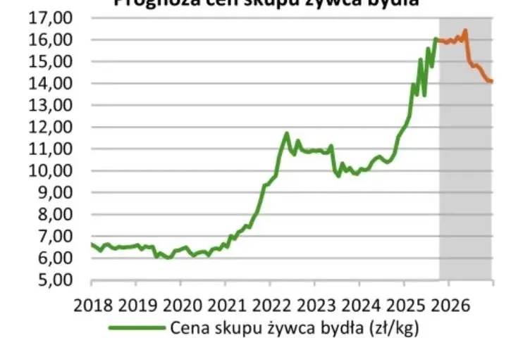 Ceny skupu byków (styczeń 2026): Zobacz, ile naprawdę możesz zyskać