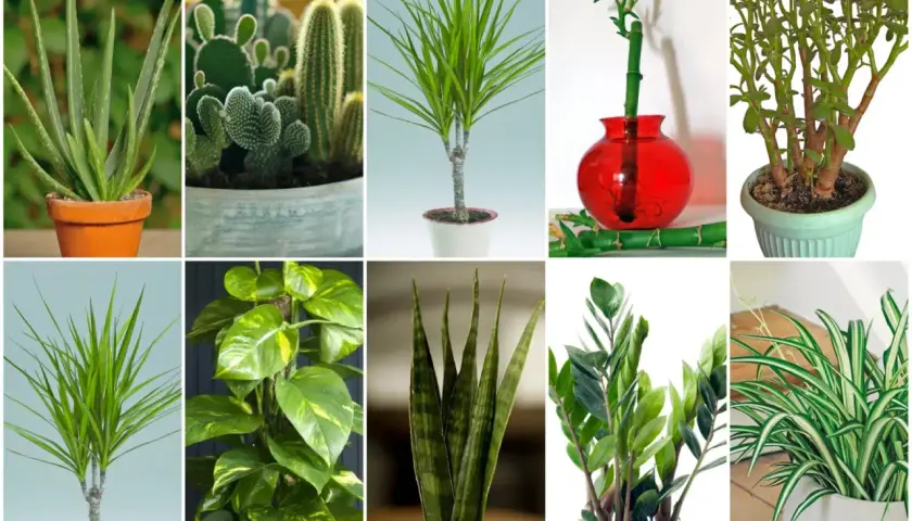Kolekcja niewymagających kwiatów doniczkowych: aloes, kaktusy, dracena, bambus szczęścia, grubosz, epipremnum, sansewieria, zamiokulkas i zielistka.