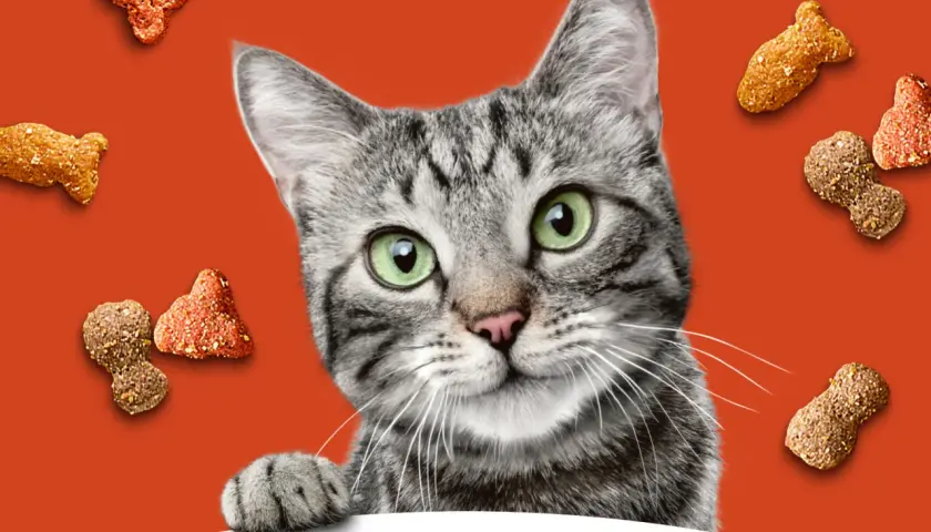 A tabby cat peeks over a white surface, surrounded by kibble. Is Meow Mix good for cats? This cat seems to think so!