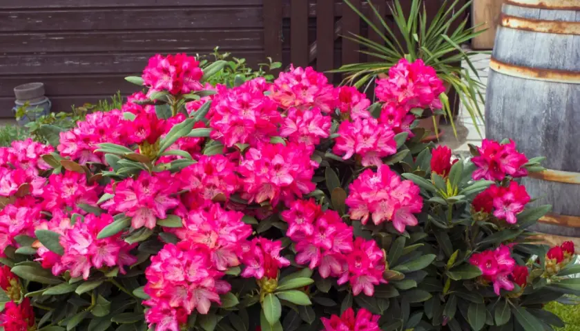 Krzew rododendronu z obfitymi, różowymi kwiatami, gotowy na domowy nawóz do rododendronów.