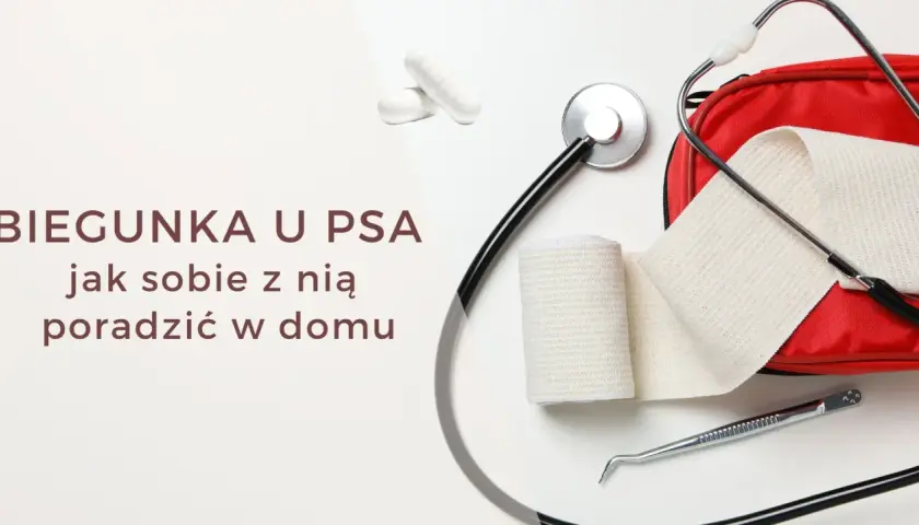 Biegunka u psa? Stetoskop, bandaże i apteczka sugerują, że to temat zdrowia czworonoga.