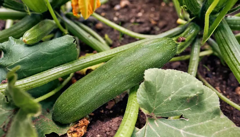 Une courgette verte mûrit sur sa plante, prête à être cueillie. Le plaisir de planter courgettes.