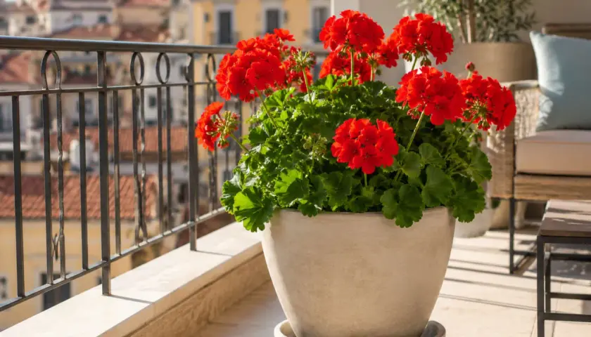 Gerani rossi fioriti in un vaso di terracotta, perfetti piante da davanzale esterno, su un balcone con vista su tetti cittadini.