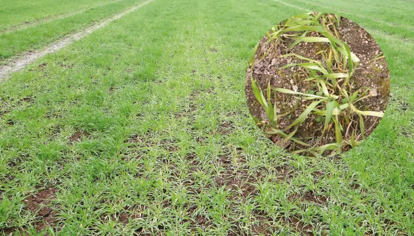 Champ de blé jeune montrant des symptômes de carence en manganèse, avec des feuilles jaunies et des traînées claires.