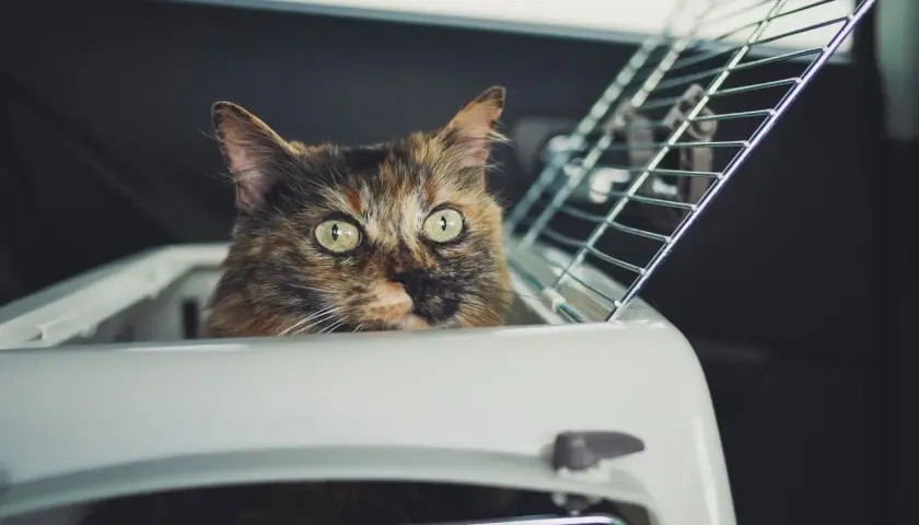 A tortoiseshell cat peeks out of a carrier, ready for a car ride. Tips on how to travel with a cat.