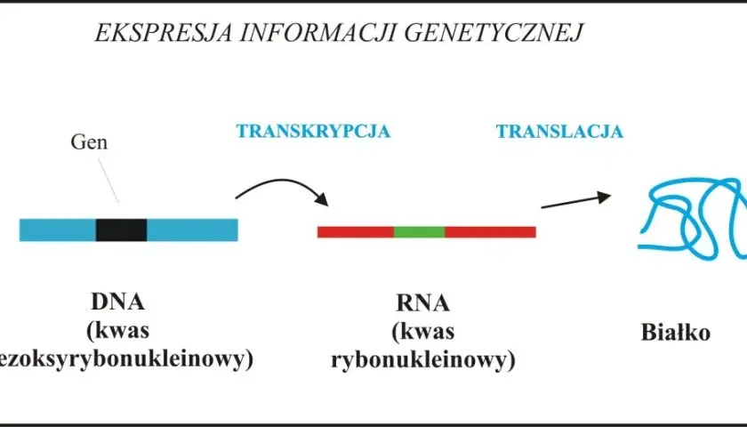 Co to jest gen w biologii? Prosta definicja, funkcje i rola w dziedziczeniu