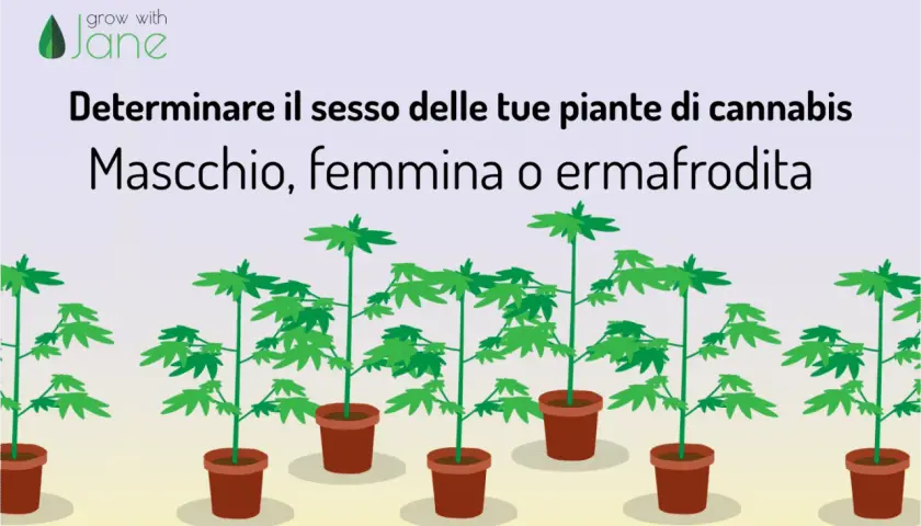 Piante di cannabis in vaso, con testo che spiega come determinare se sono marijuana maschio, femmina o ermafrodite.