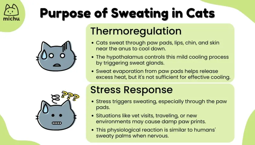Cats sweat through paw pads, lips, chin, and skin near the anus for thermoregulation and stress response. This explains why cats might leave damp paw prints when nervous.