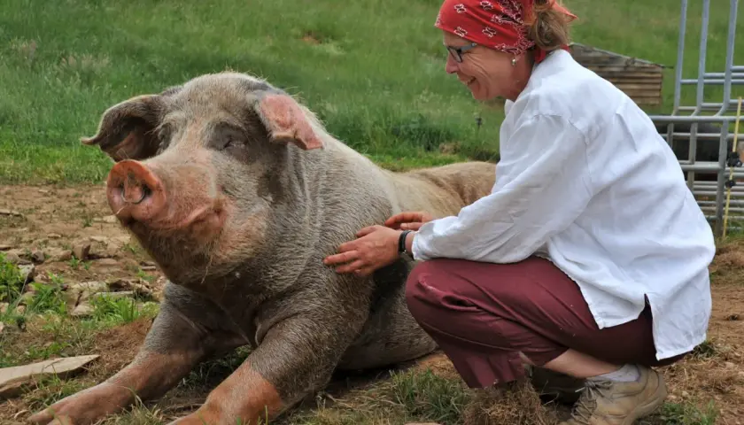 Une femme caresse un cochon dans son habitat naturel. Le cochon semble heureux et détendu, profitant de l'interaction.